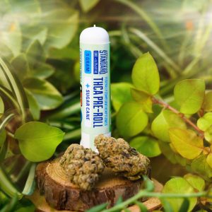 Appalachian Standard's THCA Flower Sugar Cane pre-roll joint standing up right surrounded by plants